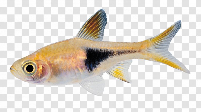Clip Art - Image Resolution - Real Fish HD Transparent PNG