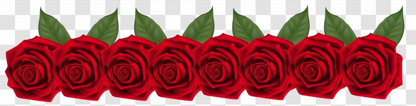 Garden Roses Red Petal - Decoration Transparent Clip Art Image Transparent PNG