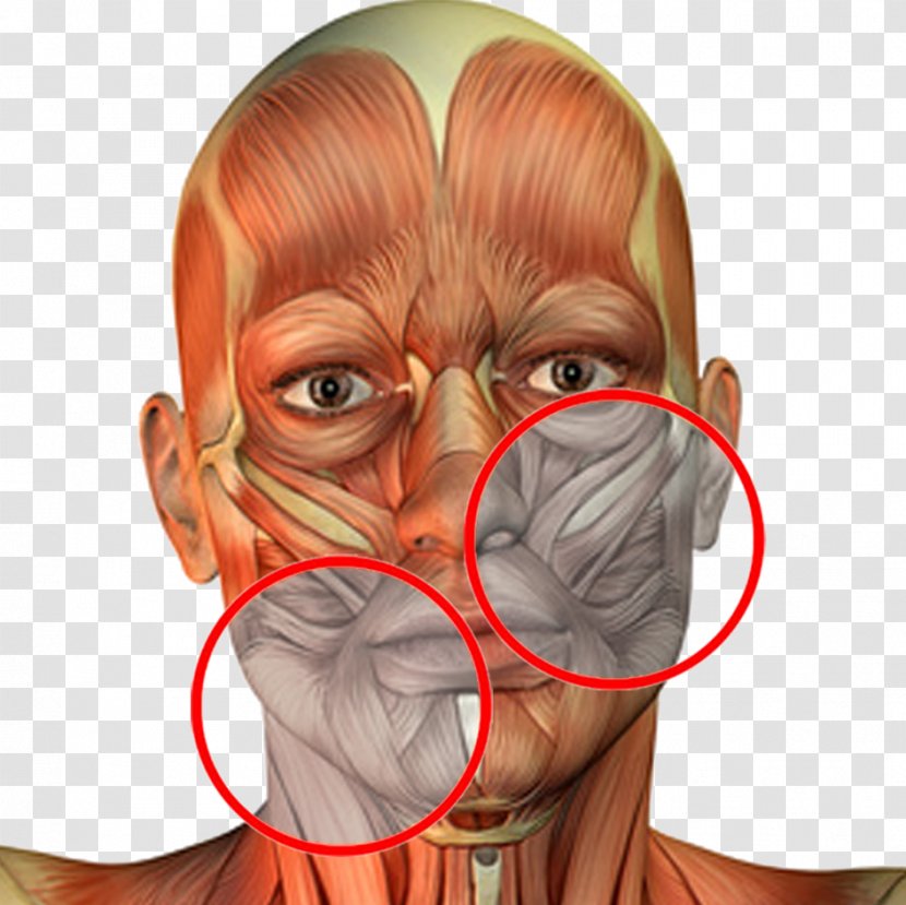 Snout Chin Cheek Jaw Ear - Tree Transparent PNG