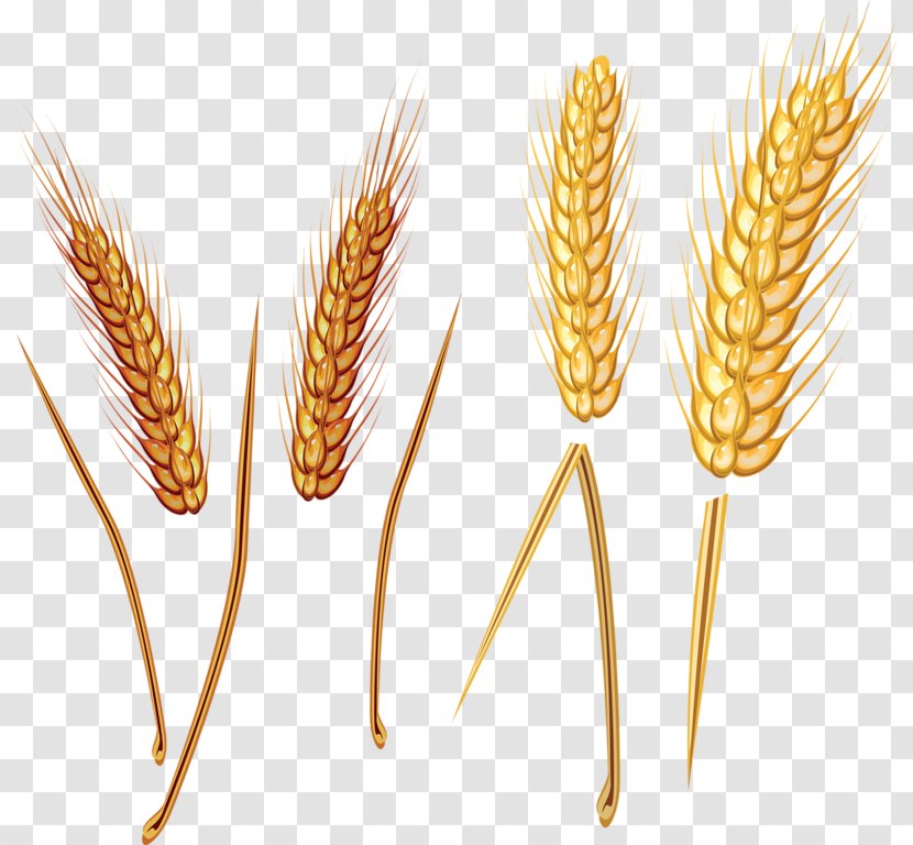 Emmer Straw Clip Art - Staple Food - Wheat Transparent PNG