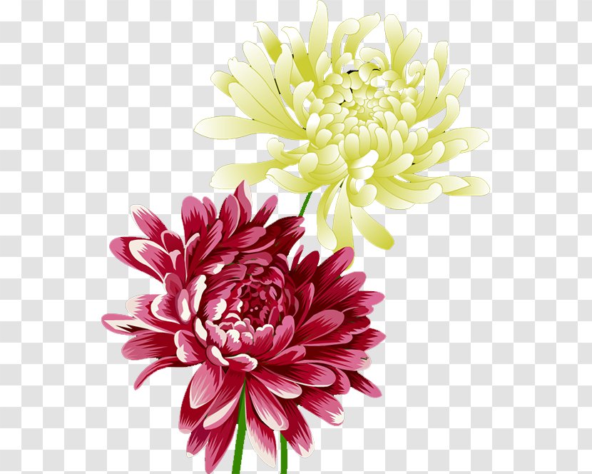 Dahlia Chrysanthemum Flower - Daisy Family Transparent PNG