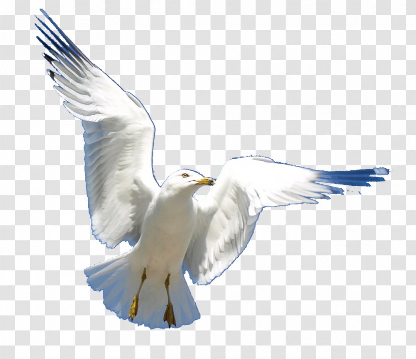 European Herring Gull Gulls Wildlife Fauna Feather - Charadriiformes Transparent PNG