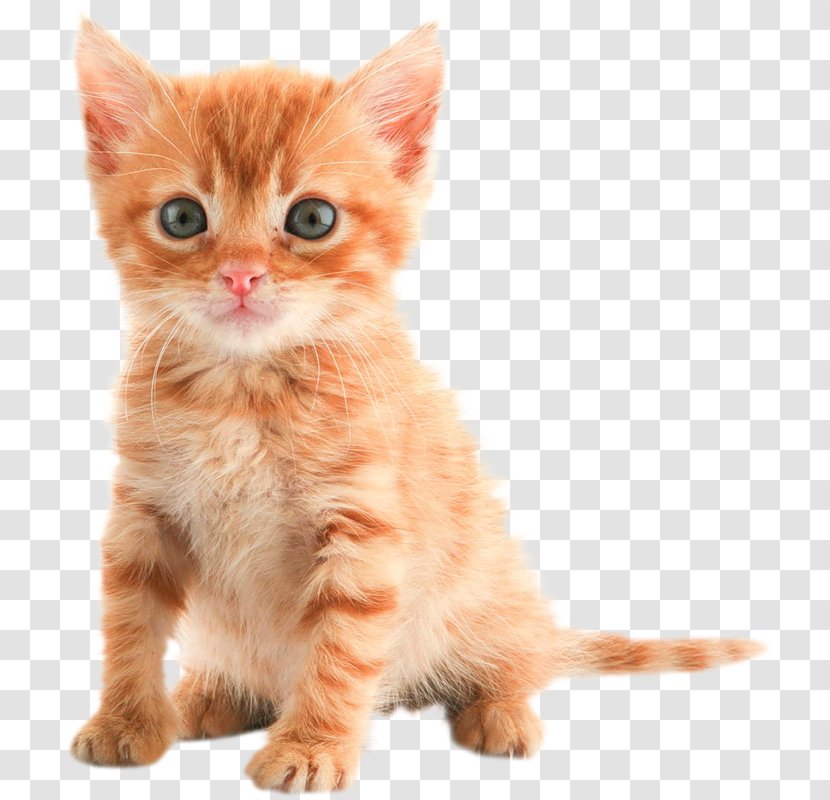 Kitten Puppy Maine Coon Desktop Wallpaper Tabby Cat - Asian Transparent PNG