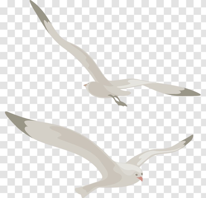 Bird European Herring Gull Great Black-backed Clip Art - Beak Transparent PNG