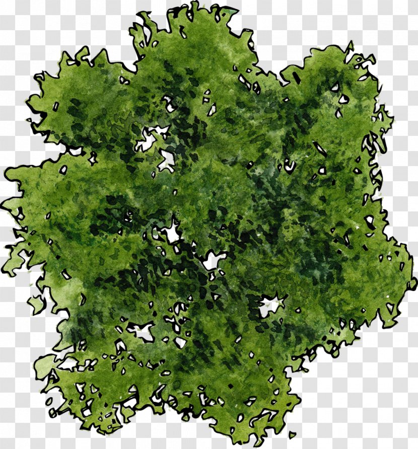 Tree - Grass - A Top View Of Green Transparent PNG