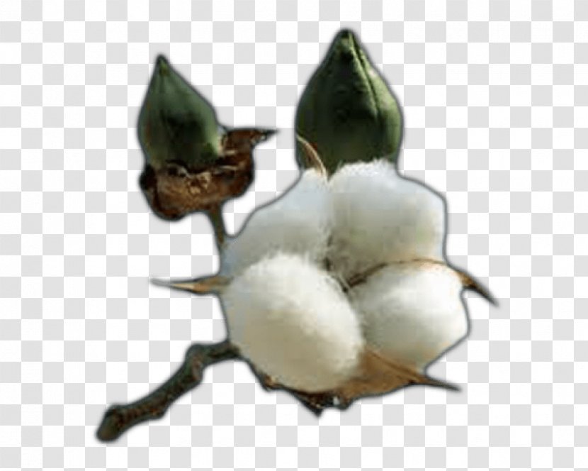Gossypium Hirsutum Cottonseed Oil Textile - Cotton Transparent PNG
