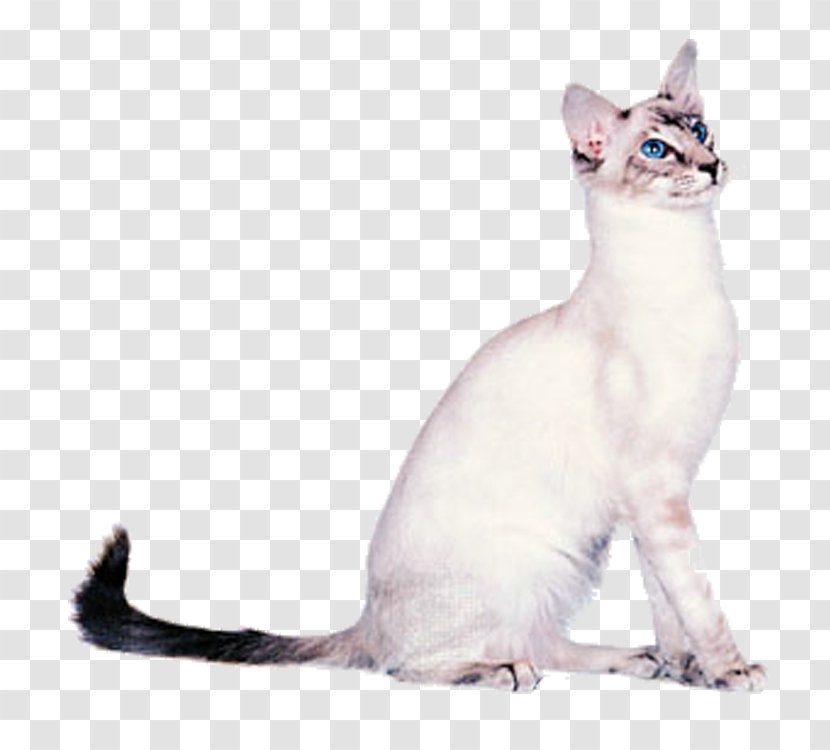 Balinese Cat Oriental Shorthair Siamese Cornish Rex LaPerm - Aegean - White Transparent PNG