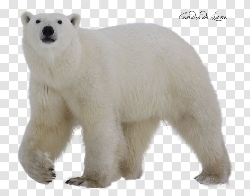 Polar Bear Clip Art Transparent PNG
