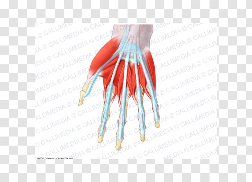 Thumb Muscle Muscular System Lumbricals Of The Hand Anatomy - Illustration Anatomique Transparent PNG