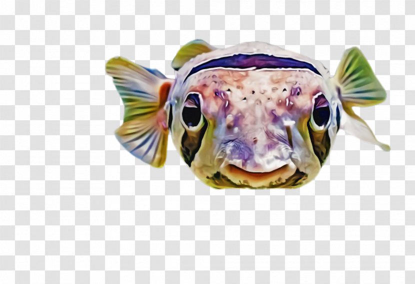 Fish Snout Transparent PNG