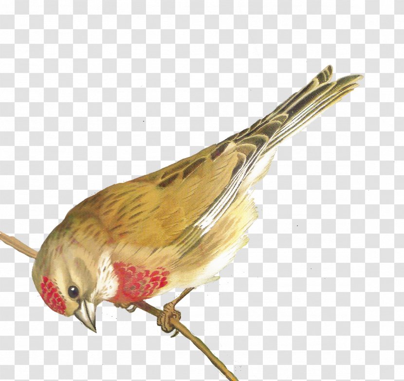 Cartoon Bird - Finches - Wren Tail Transparent PNG