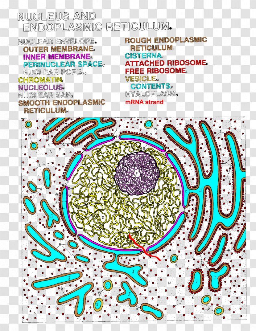 Endoplasmic Reticulum Cell Nucleus Cisterna Color - Diffusion - Landscape Apge With Pen Transparent PNG
