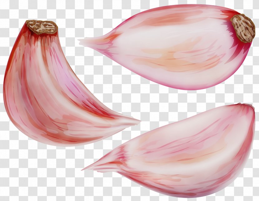 Shallot Pink Red Onion Vegetable - Allium - Food Pearl Transparent PNG