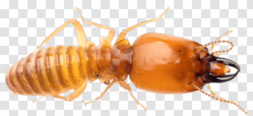 Premier Termite & Pest Control Ant Exterminator - Arthropod - Insect Transparent PNG
