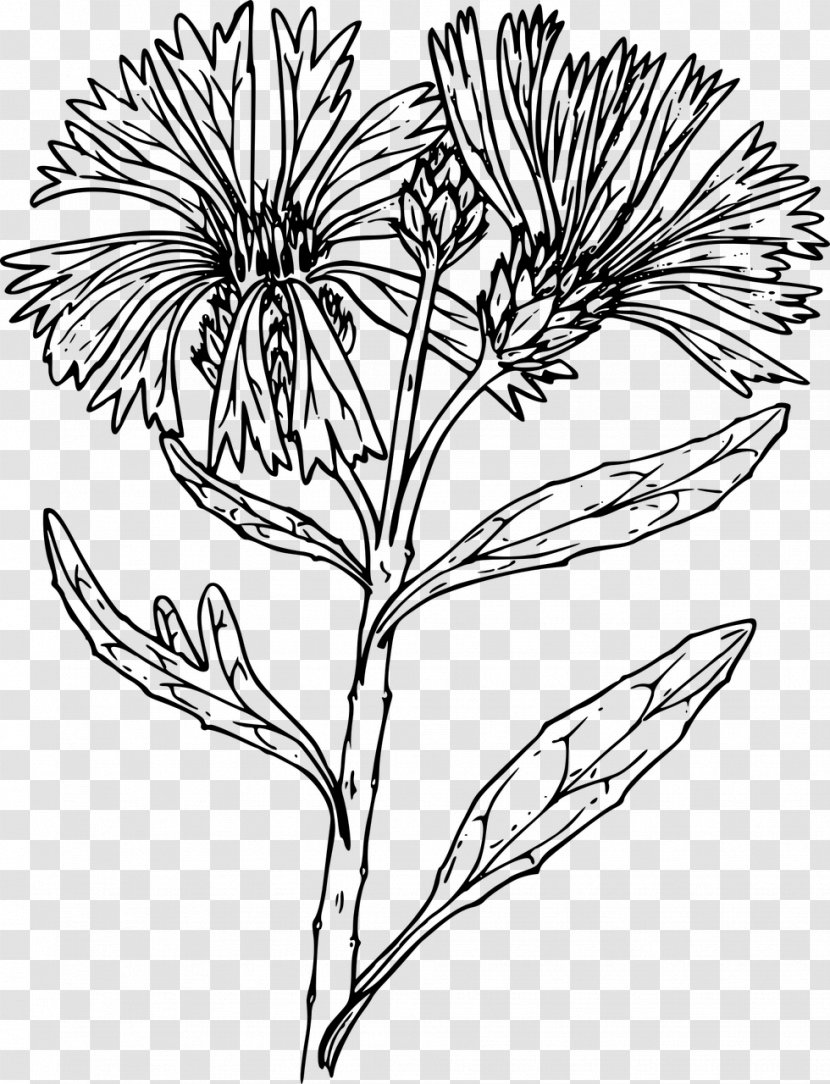 Black And White Twig Floral Design Wildflower Drawing - Petal - Flower Transparent PNG