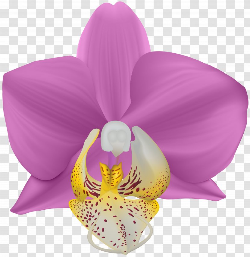 Violet Moth Orchids Flower Clip Art - Family - Orchid Flowers Transparent PNG