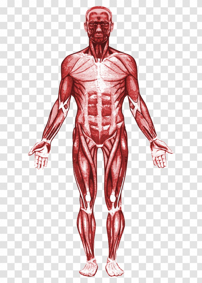 Homo Sapiens Fundamentals Of Anatomy And Physiology Human Muscle - Frame - Hand Transparent PNG