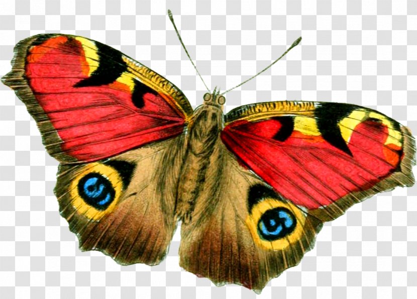 Butterfly Clip Art - Image File Formats - Farmer Transparent PNG