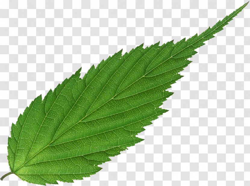 Leaf Plant Bladnerv Information Vascular Bundle - Cannabis Transparent PNG