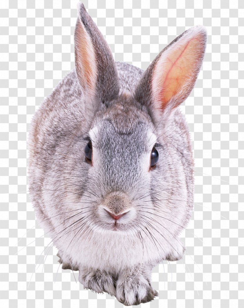 Hare Domestic Rabbit European Clip Art - Wood Transparent PNG