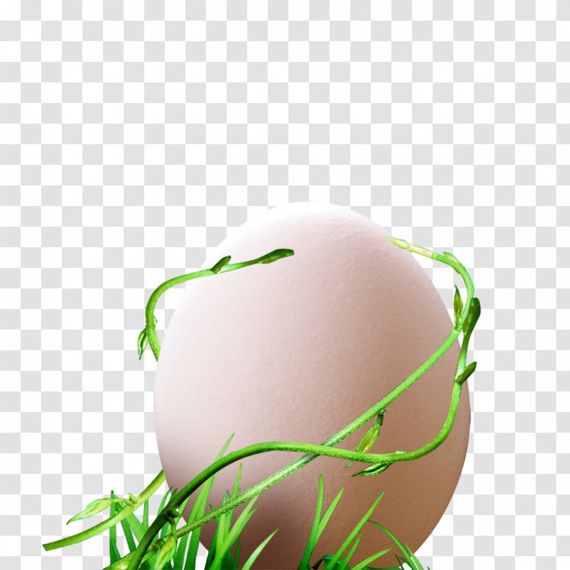 Egg Vine - Designer - Eggs Transparent PNG