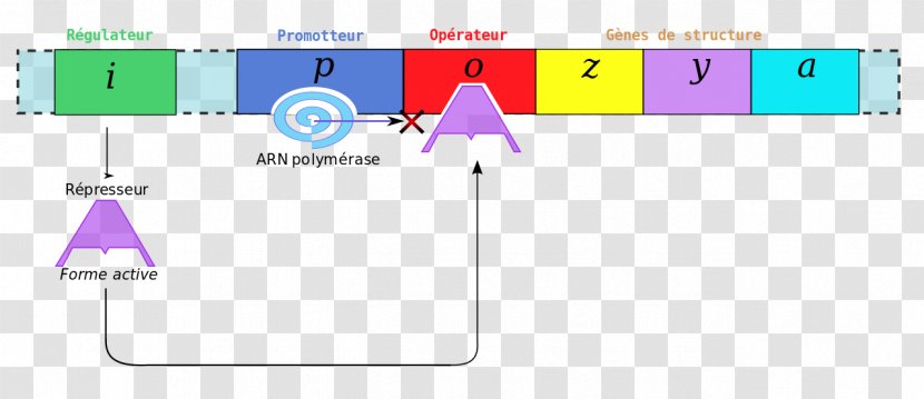 Graphic Design Brand Lac Operon - Number Transparent PNG