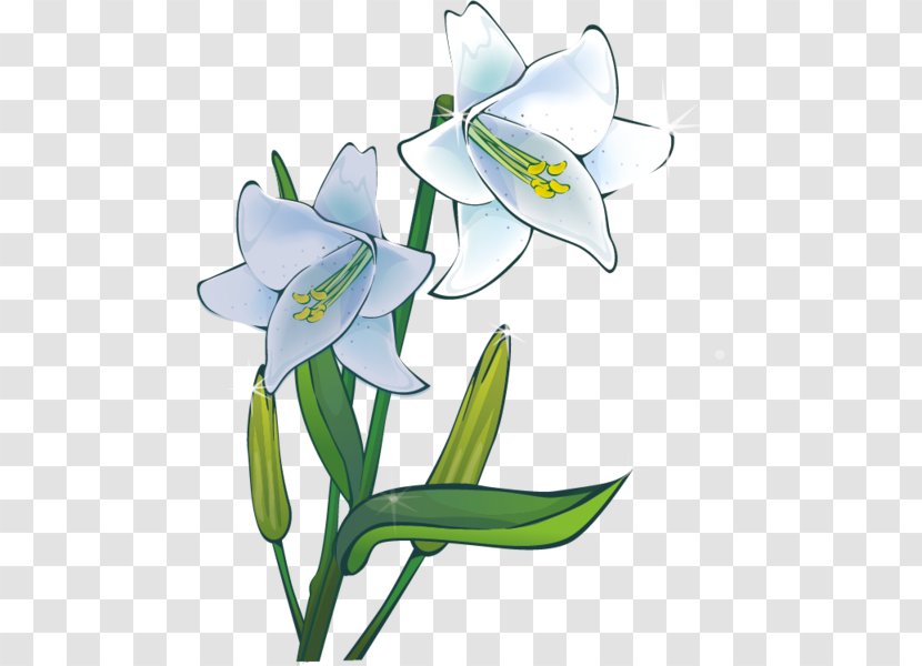 Lilium Drawing Plant Flower Clip Art - Artwork Transparent PNG