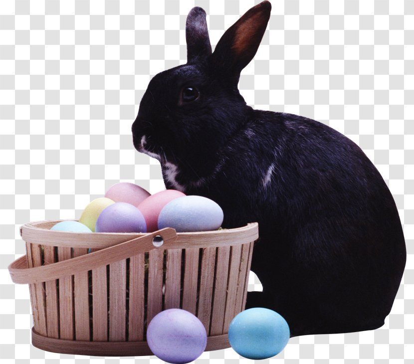 Domestic Rabbit Easter Bunny Leporids European - Photography Transparent PNG