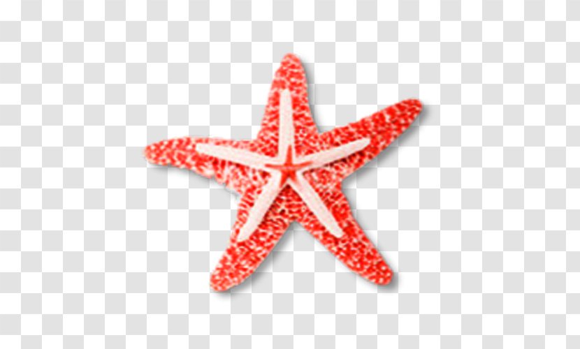 Starfish Euclidean Vector Clip Art - Bit - Creative Transparent PNG