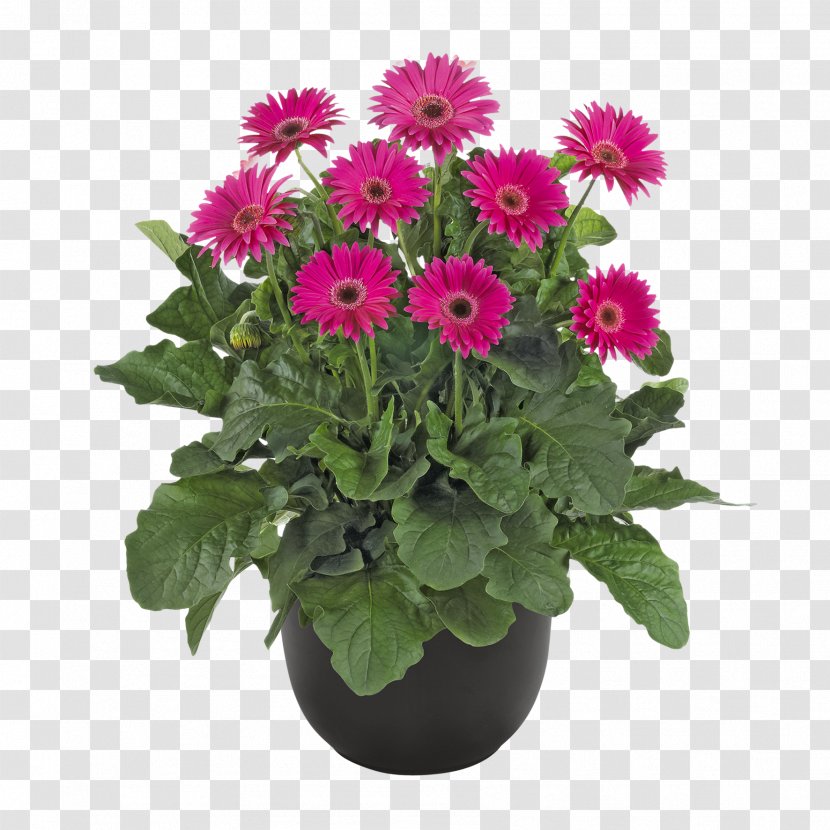Transvaal Daisy Chrysanthemum Cut Flowers Flowerpot Annual Plant Transparent PNG