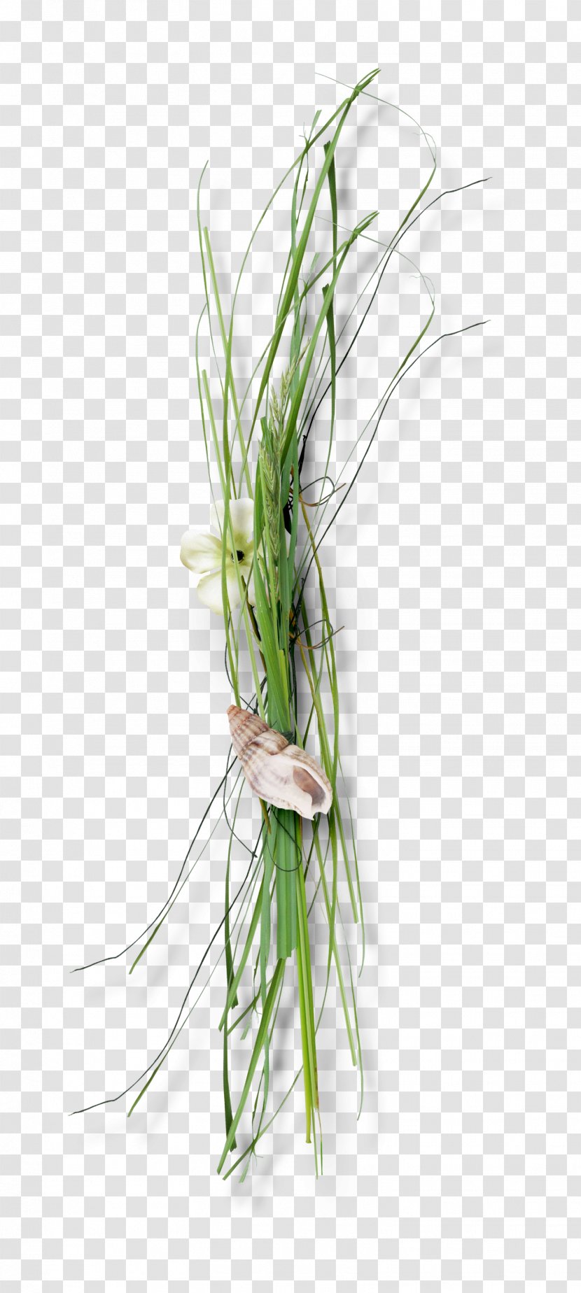 Download Floral Design - Plant Stem - Grass Flowers Conch Transparent PNG