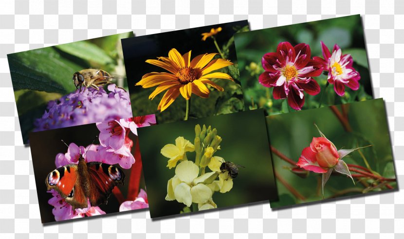 Floral Design Picture Frames - Flowering Plant Transparent PNG