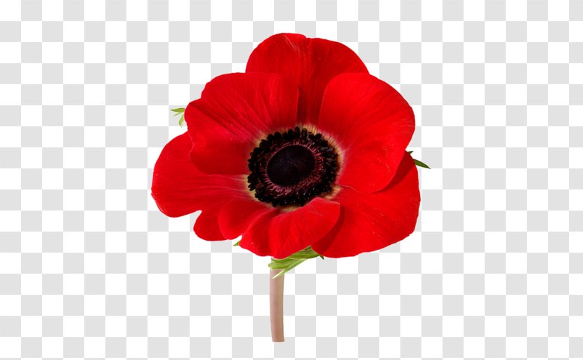 Anzac Day Poppy - Painting - Perennial Plant Annual Transparent PNG