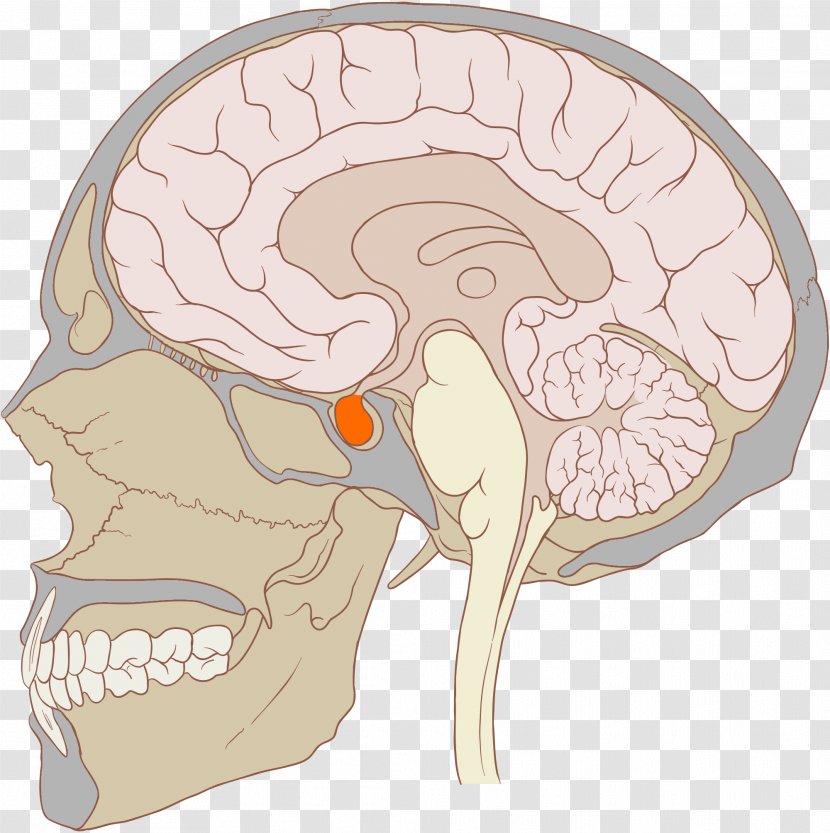 Pituitary Gland Anterior Disease Endocrine System - Tree - Frame Transparent PNG