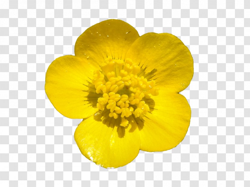 Clip Art Image Vector Graphics Buttercup - Geum - Transparency And Translucency Transparent PNG