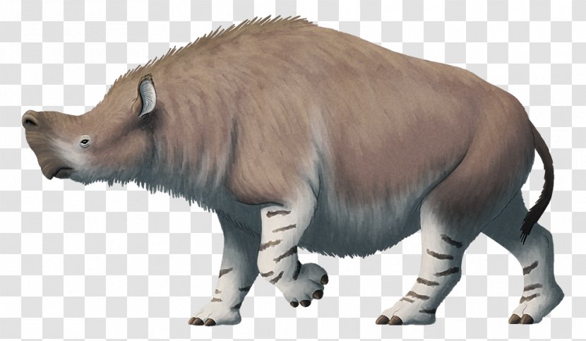 Eocene Embolotherium Rhinoceros Brontotheriidae Rhynchippus - Animal Figure - Carnivoran Transparent PNG