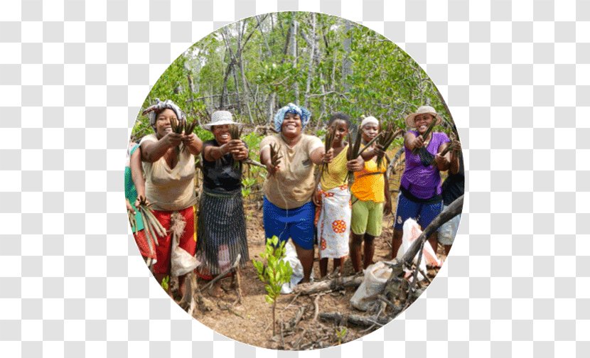 Tree Eden Reforestation Projects Madagascar Deforestation - Community Transparent PNG