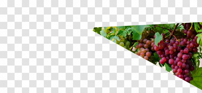 Grape Raisin Local Food - Farmer Transparent PNG
