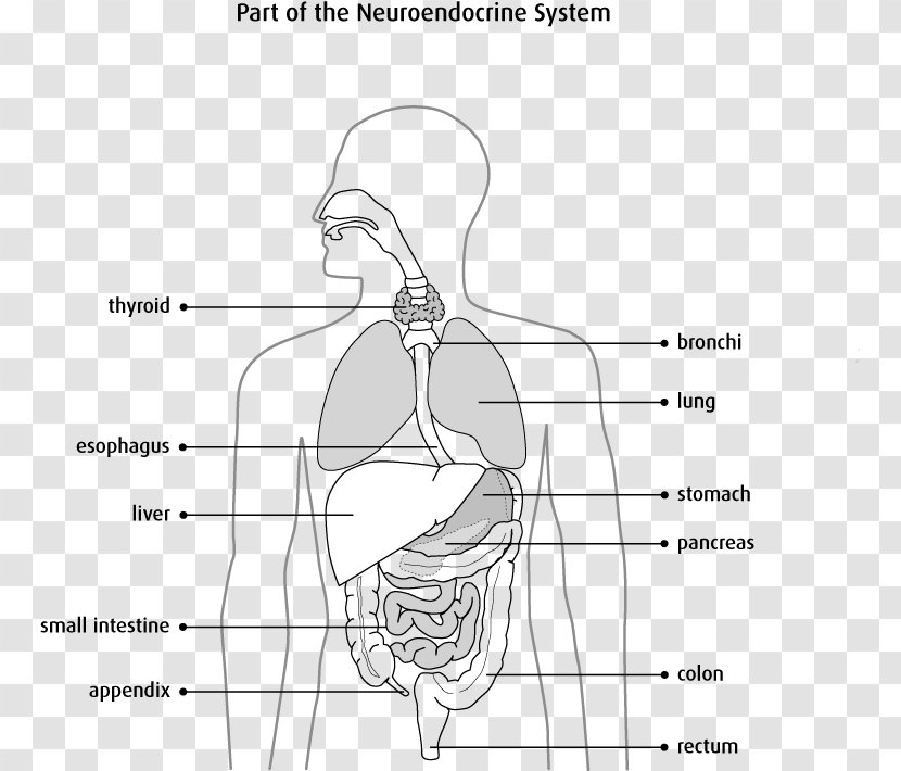 Neuroendocrine Cell Endocrine System Gland Tumor - Heart - Blood Glucose Transparent PNG