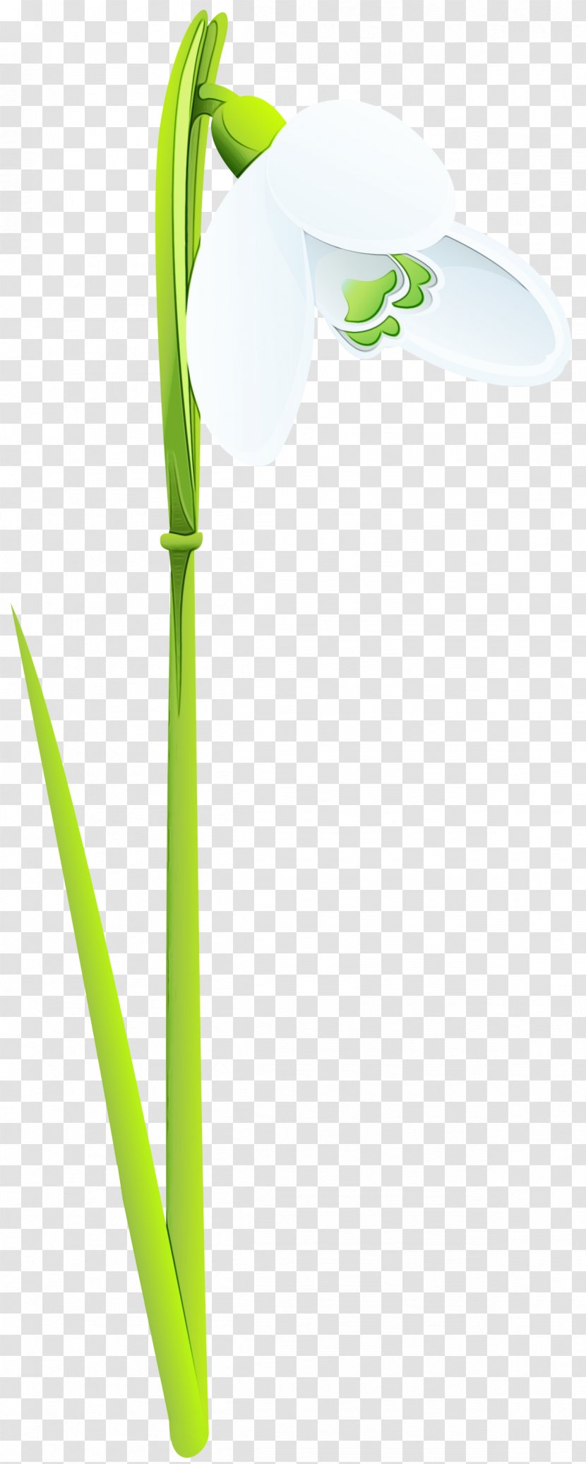 Green Leaf Plant Stem Grass Family - Arum Flower Transparent PNG