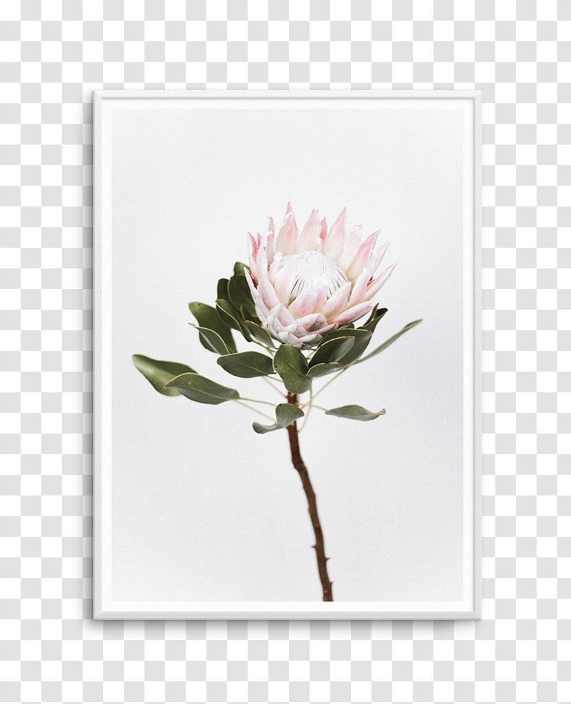 Sugarbushes Photography Poster Petal Art - Flowering Plant - Botanical Olive Transparent PNG