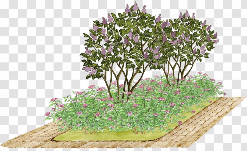 Flower Garden Lilac Meadowsweets Tree - Houseplant Transparent PNG