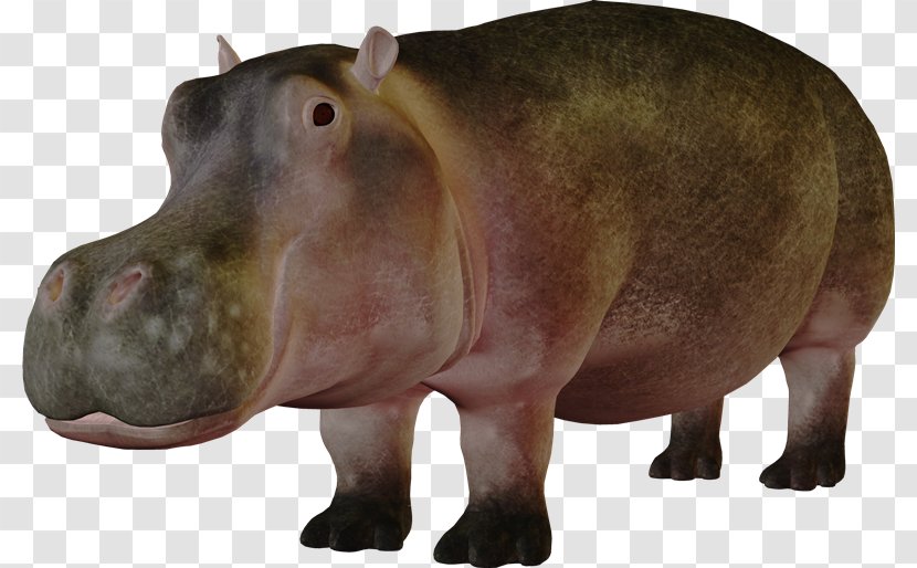 Pygmy Hippopotamus Koala Presentation - Digital Image - Hippo Transparent PNG