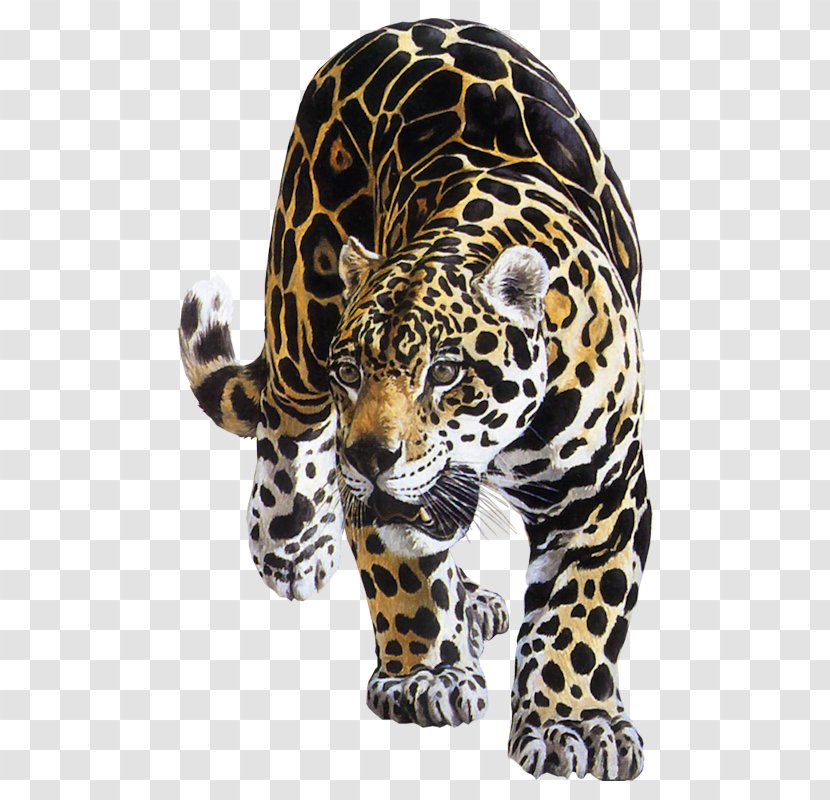 Jaguar Leopard Tiger Felidae Lion - Carnivoran - Animal Transparent PNG