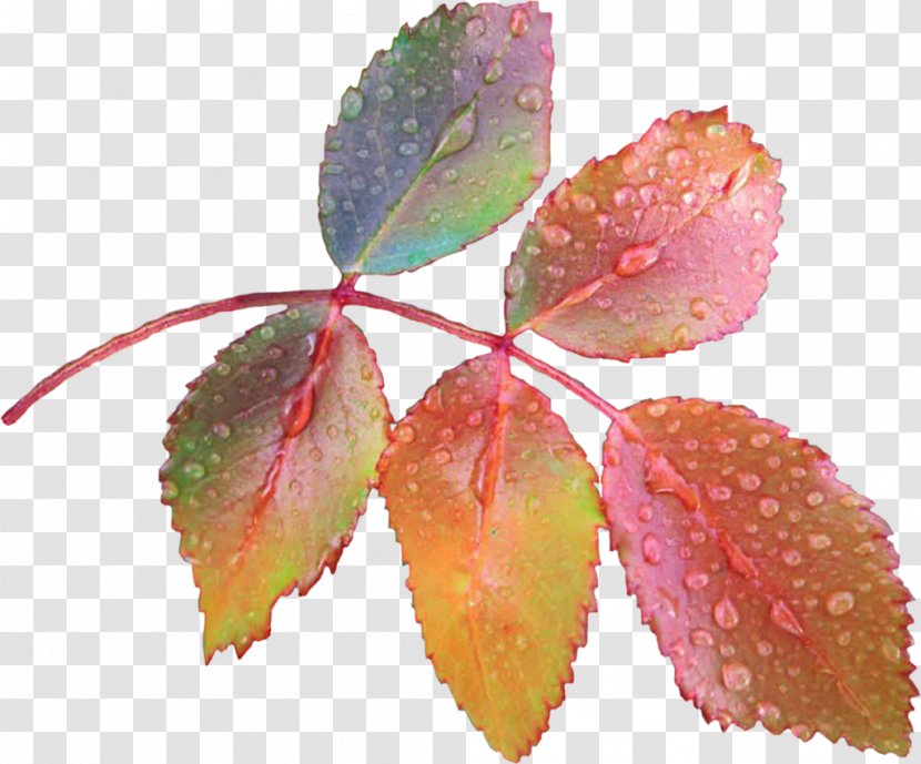 Leaf Petal Paper Dew - Autumn Transparent PNG