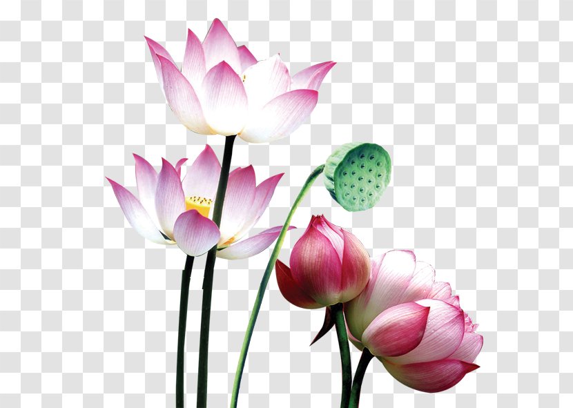 Nelumbo Nucifera - Image Resolution - Charming Atmosphere Of Lotus Leaf Transparent PNG