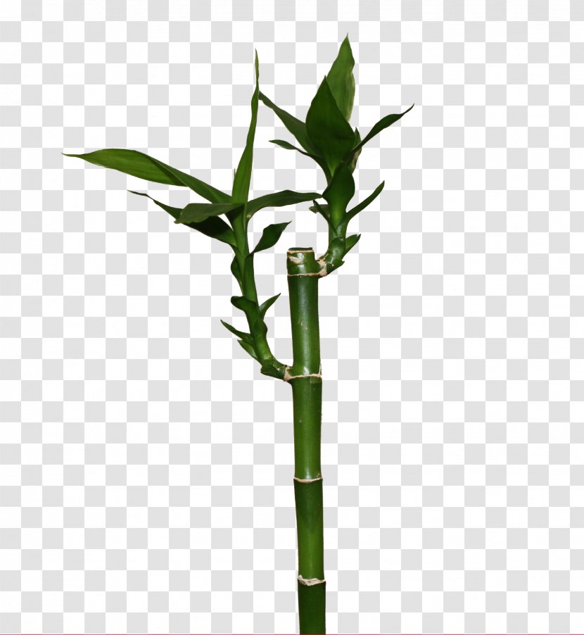Lucky Bamboo Bamboe Victor Trading Plant - Centimeter Transparent PNG
