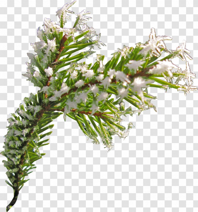 Fir Spruce Conifer Cone - Pine Family - Chinese And Cypress Transparent PNG