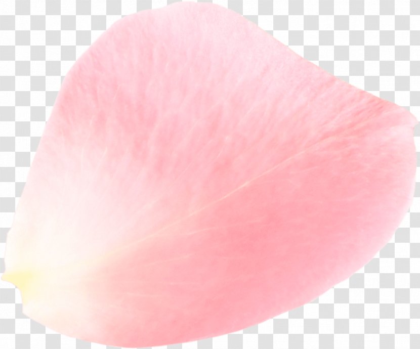 Pink M Lip Close-up RTV - Petals Transparent PNG