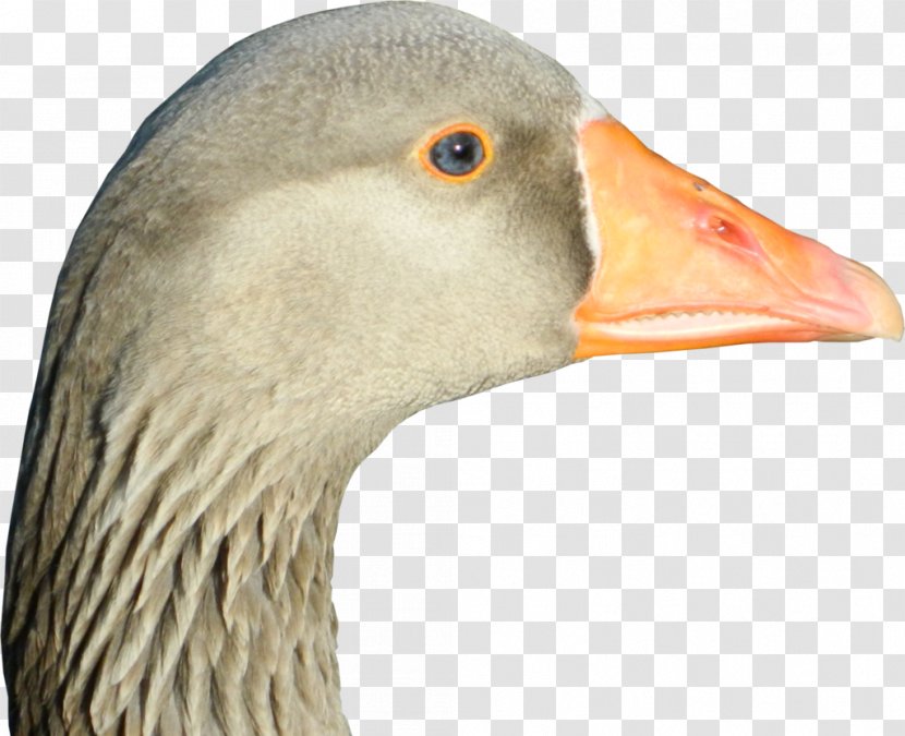 Goose Duck Feather Beak Close-up - Animal - Bird's Nest Cut-off Transparent PNG